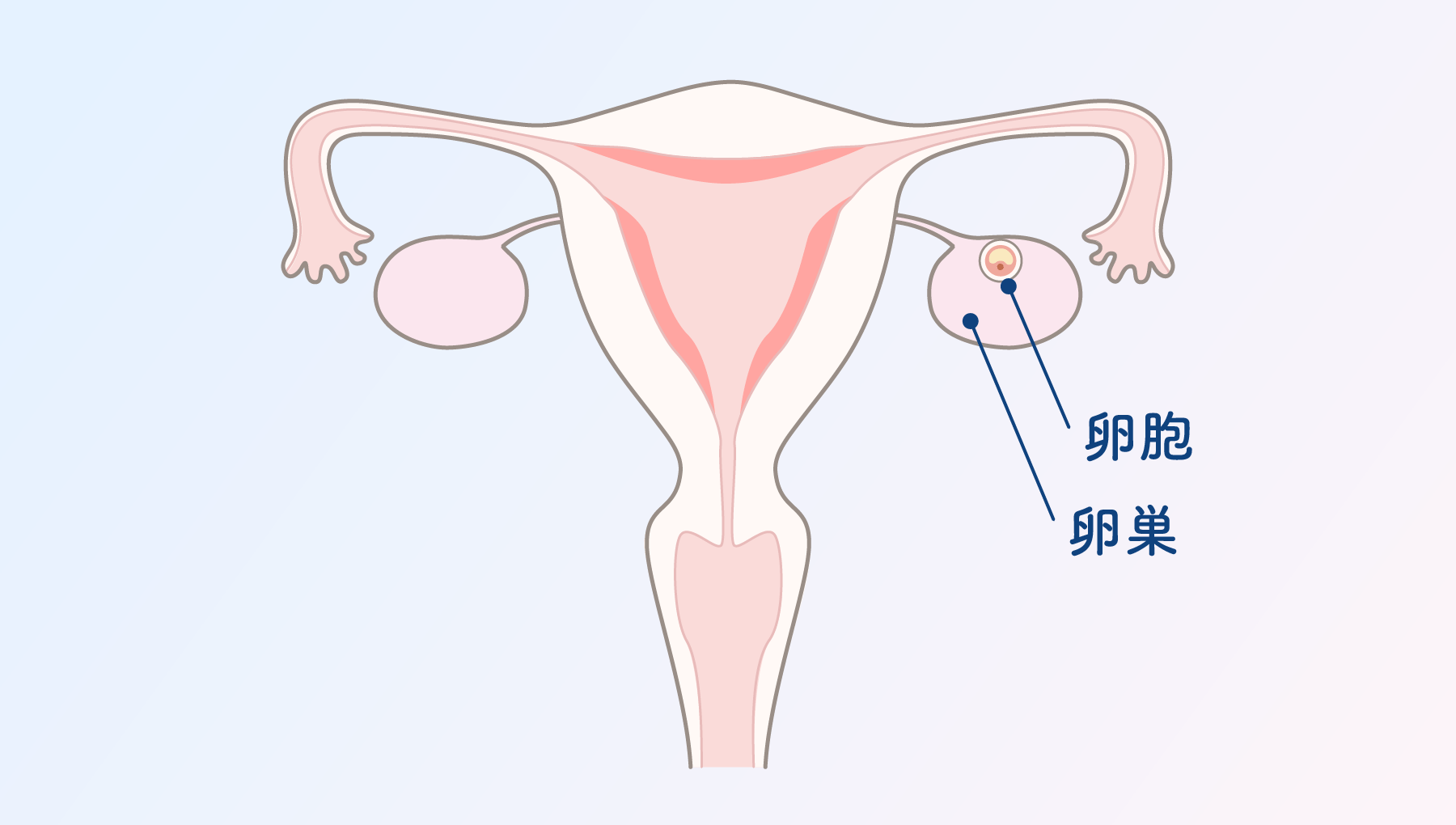 子宮の図