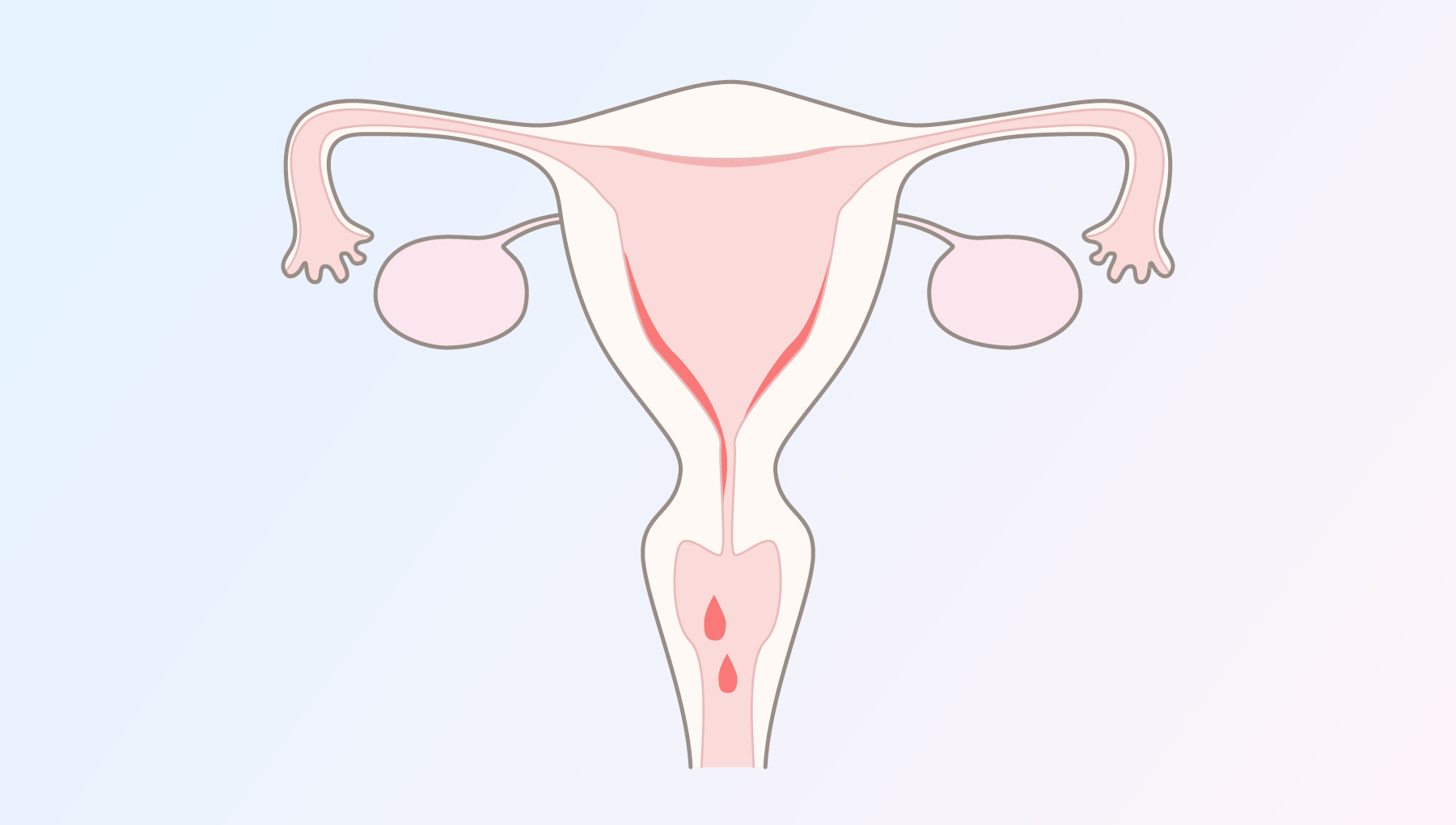 子宮の図