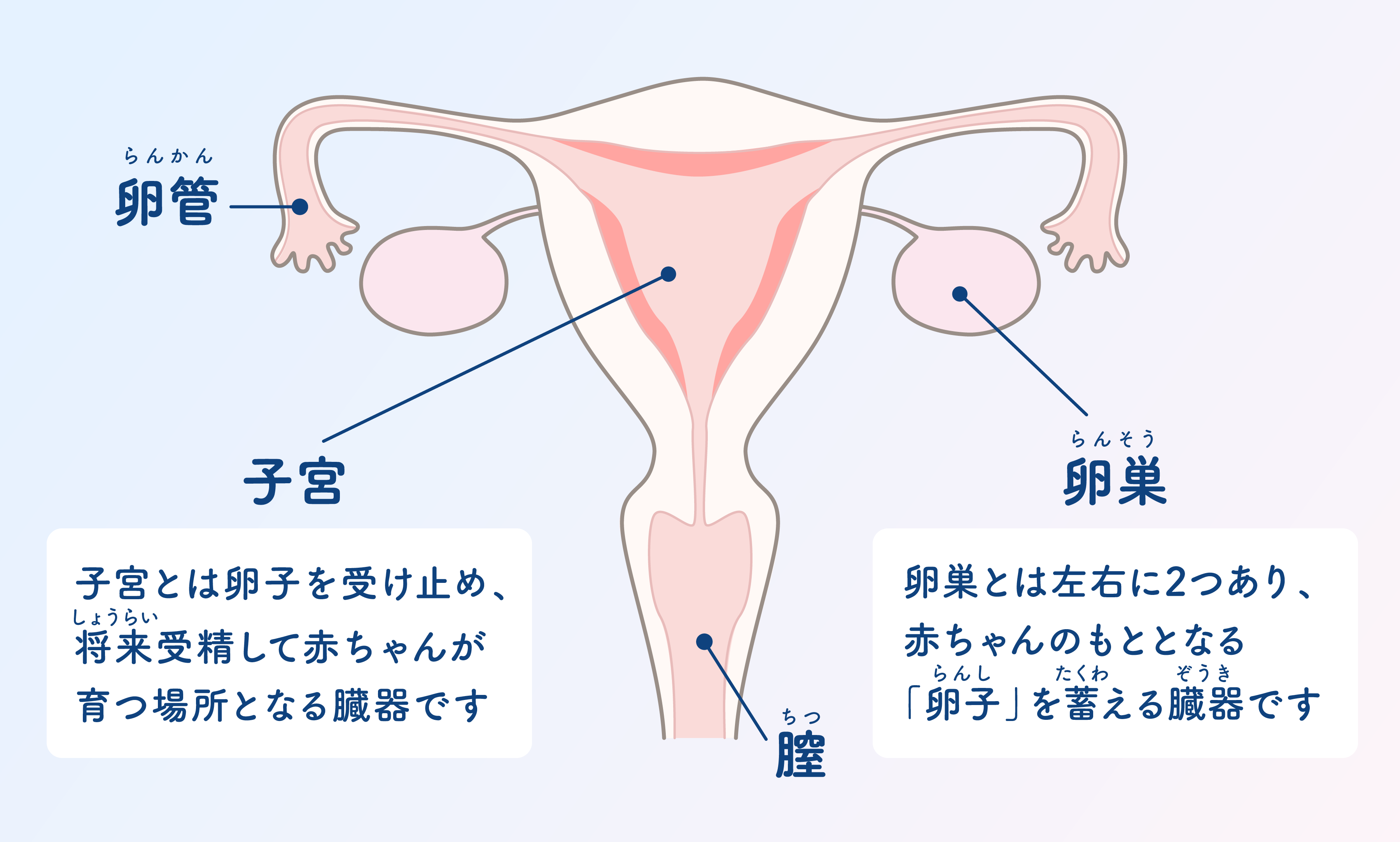 女性の内性器のイラスト