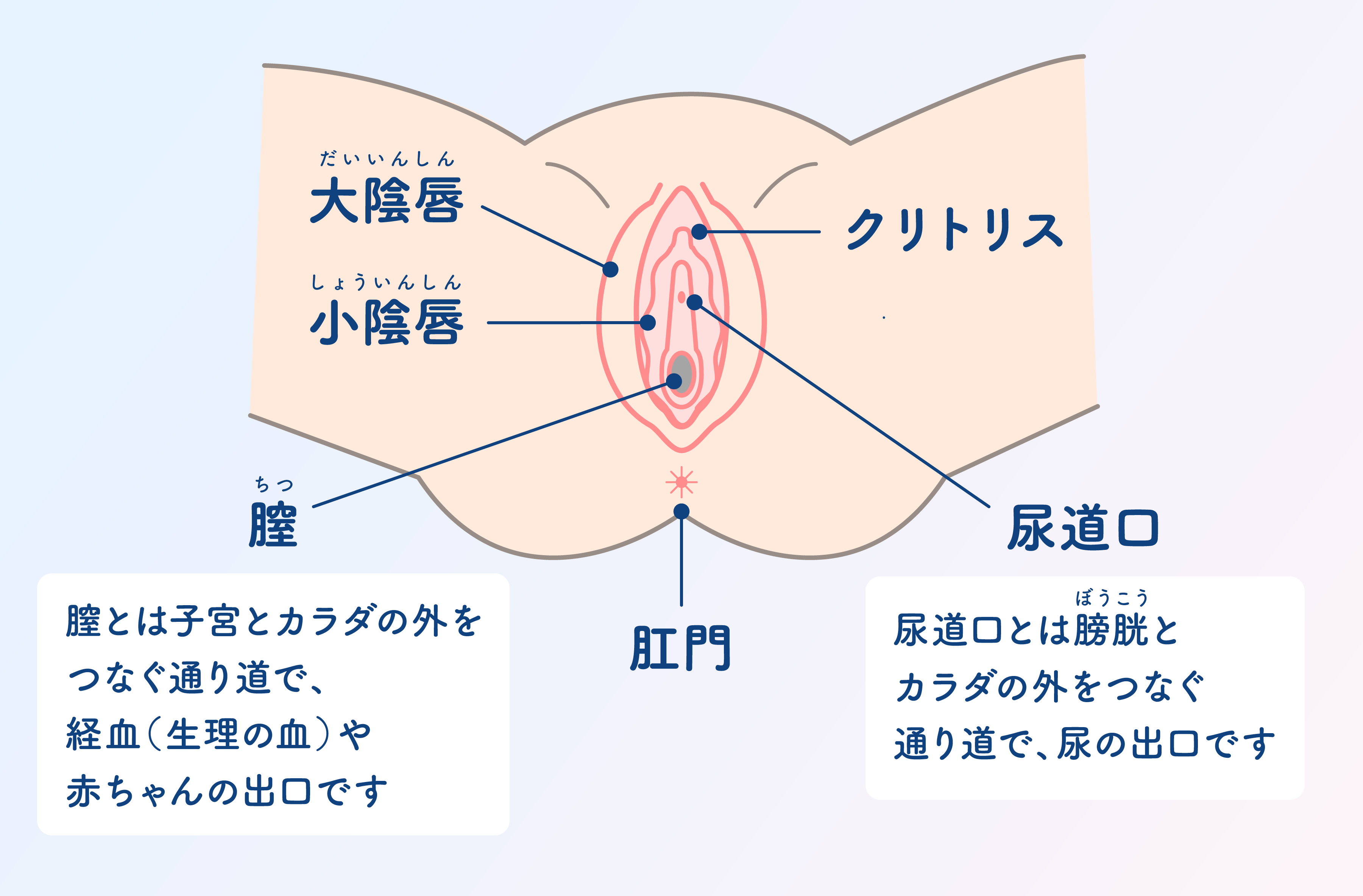 女性の外性器のイラスト