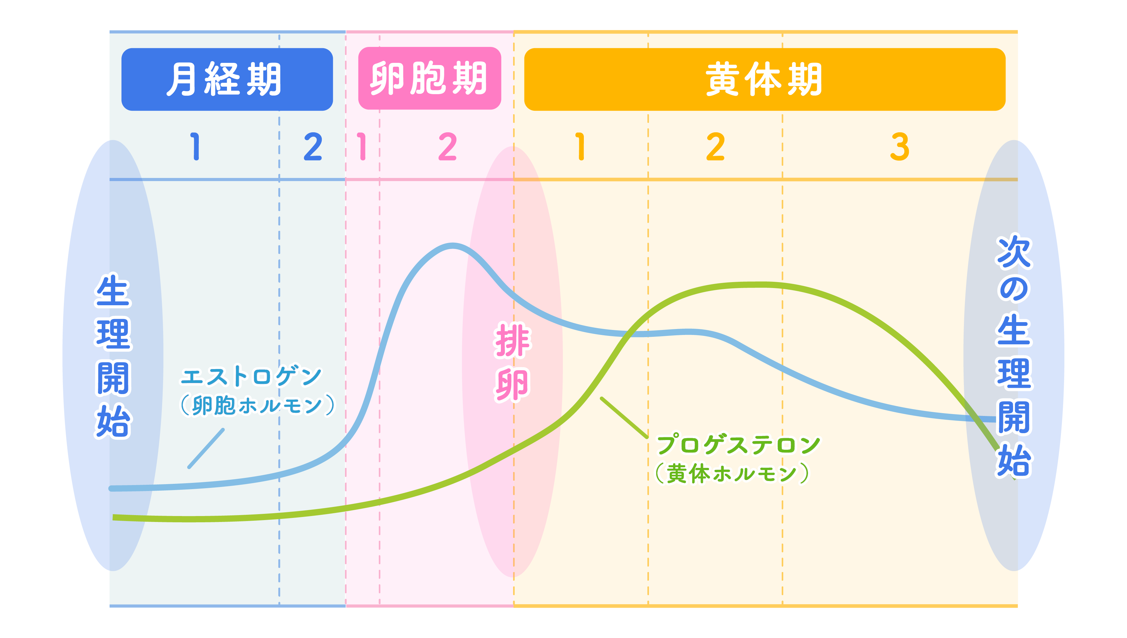 女性ホルモンと生理周期の変化のイラスト