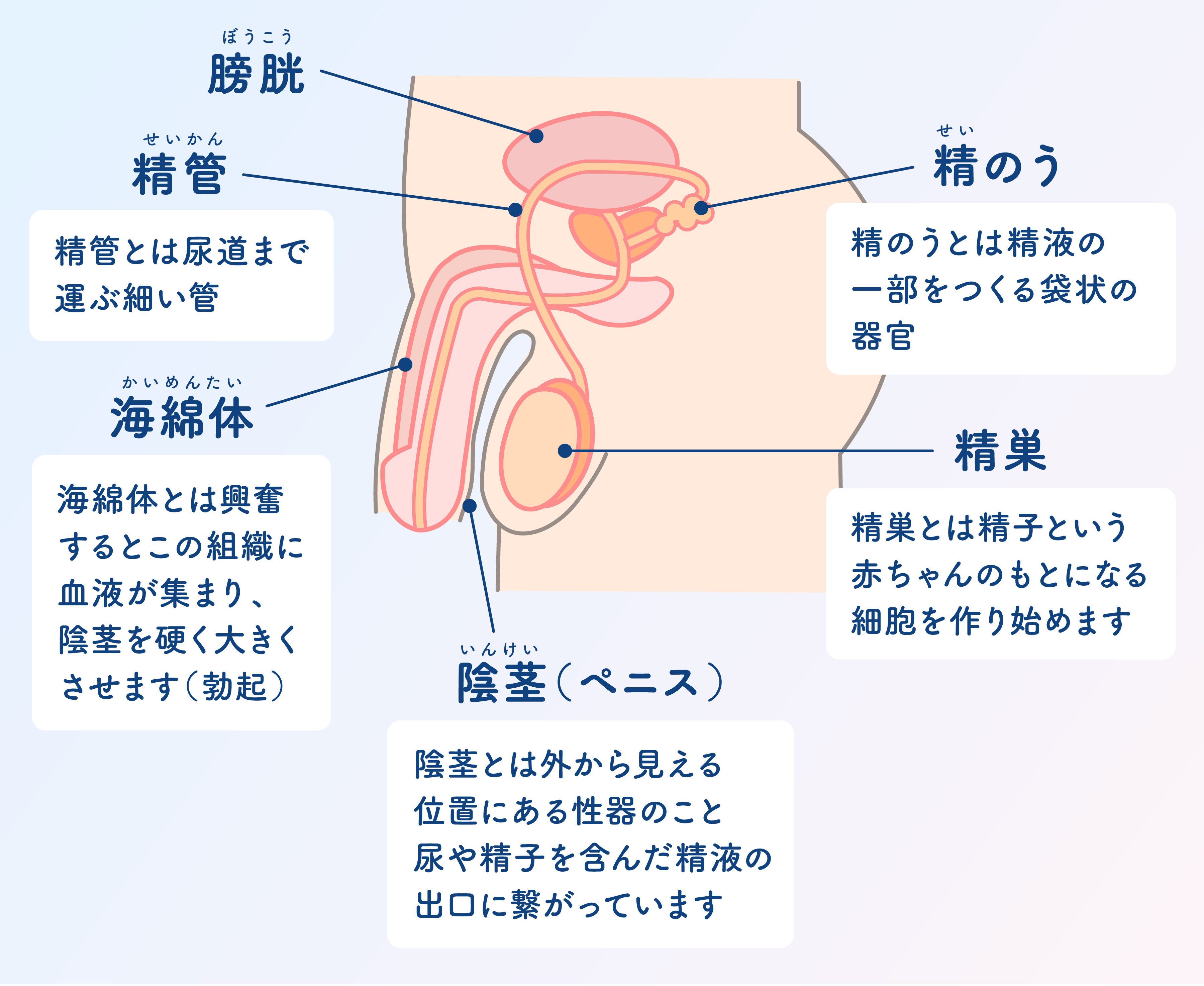 男性の内性器と外性器のイラスト