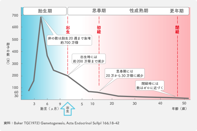 新しい卵子は生まれない